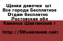 Щенки девочки 4шт - Все города Бесплатное » Отдам бесплатно   . Ростовская обл.,Каменск-Шахтинский г.